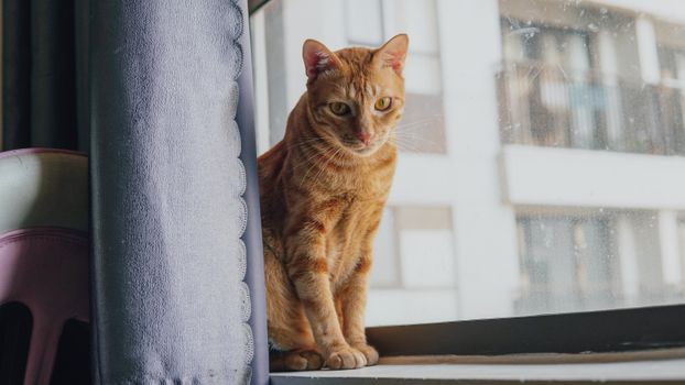 多只猫咪在宽敞的家中和谐相处，各有各的休息空间