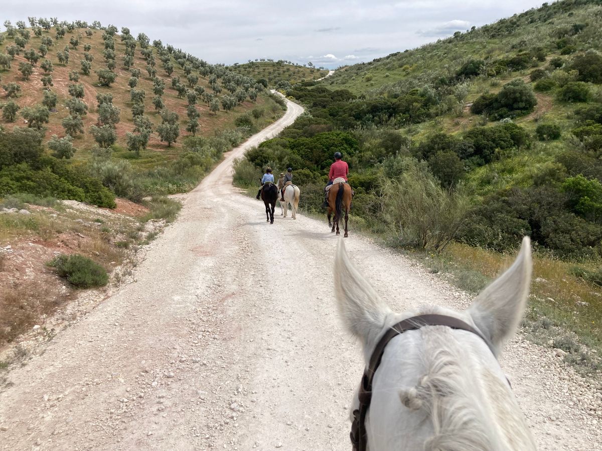 Riders on horseback on a scenic trail through the olive-grove countryside of Andalusia, Spain