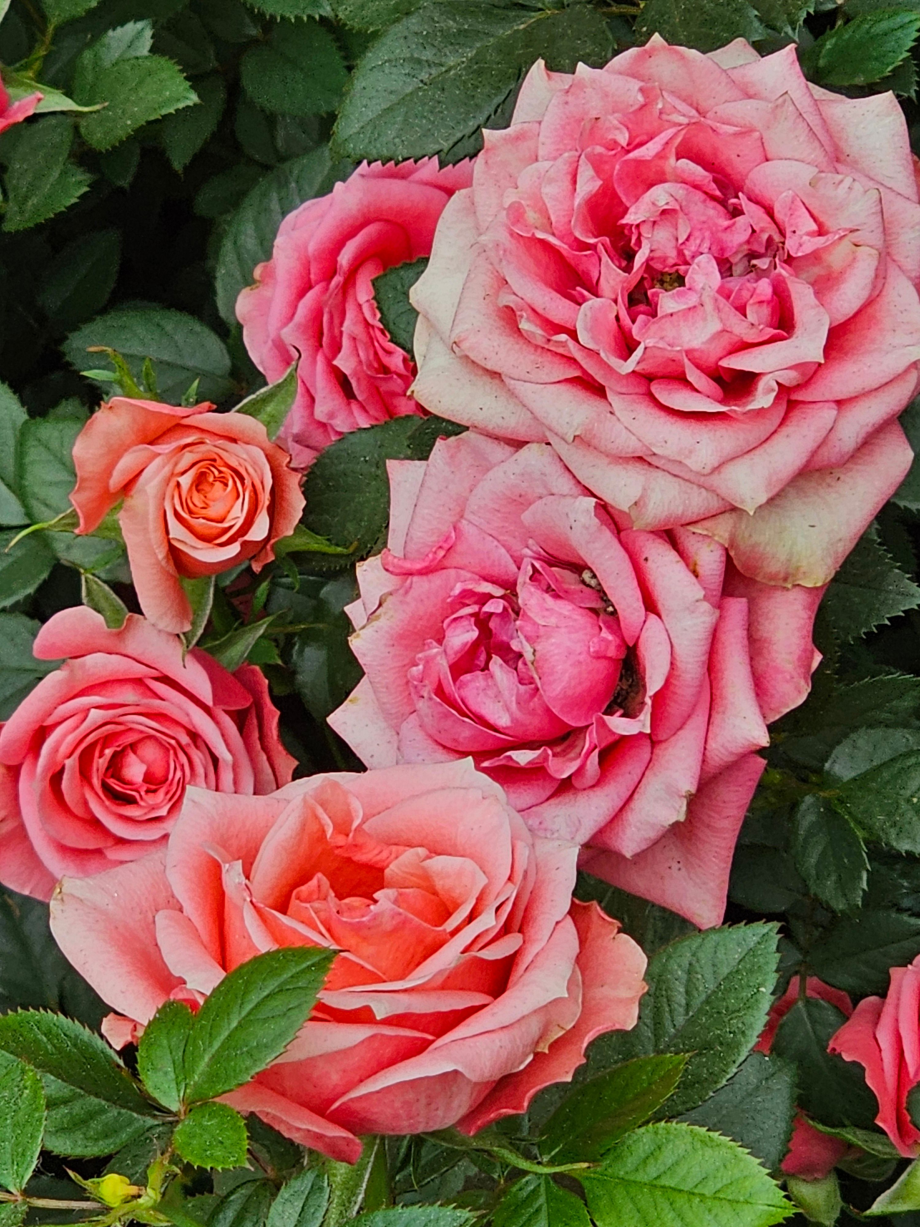 Vibrant Pink and Peach Roses in Bloom · Free Stock Photo