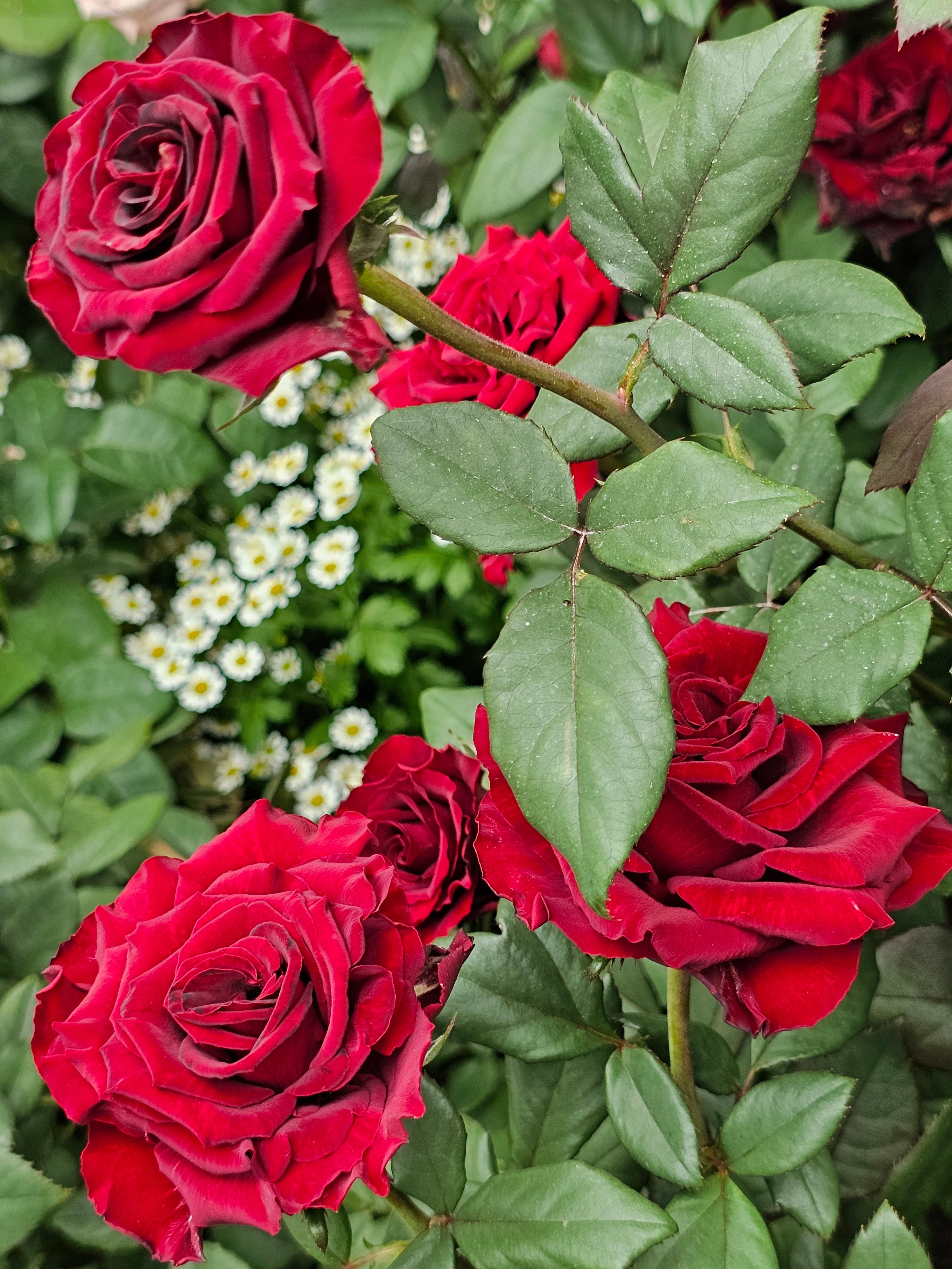 Vibrant Red Roses in Full Bloom with Greenery · Free Stock Photo