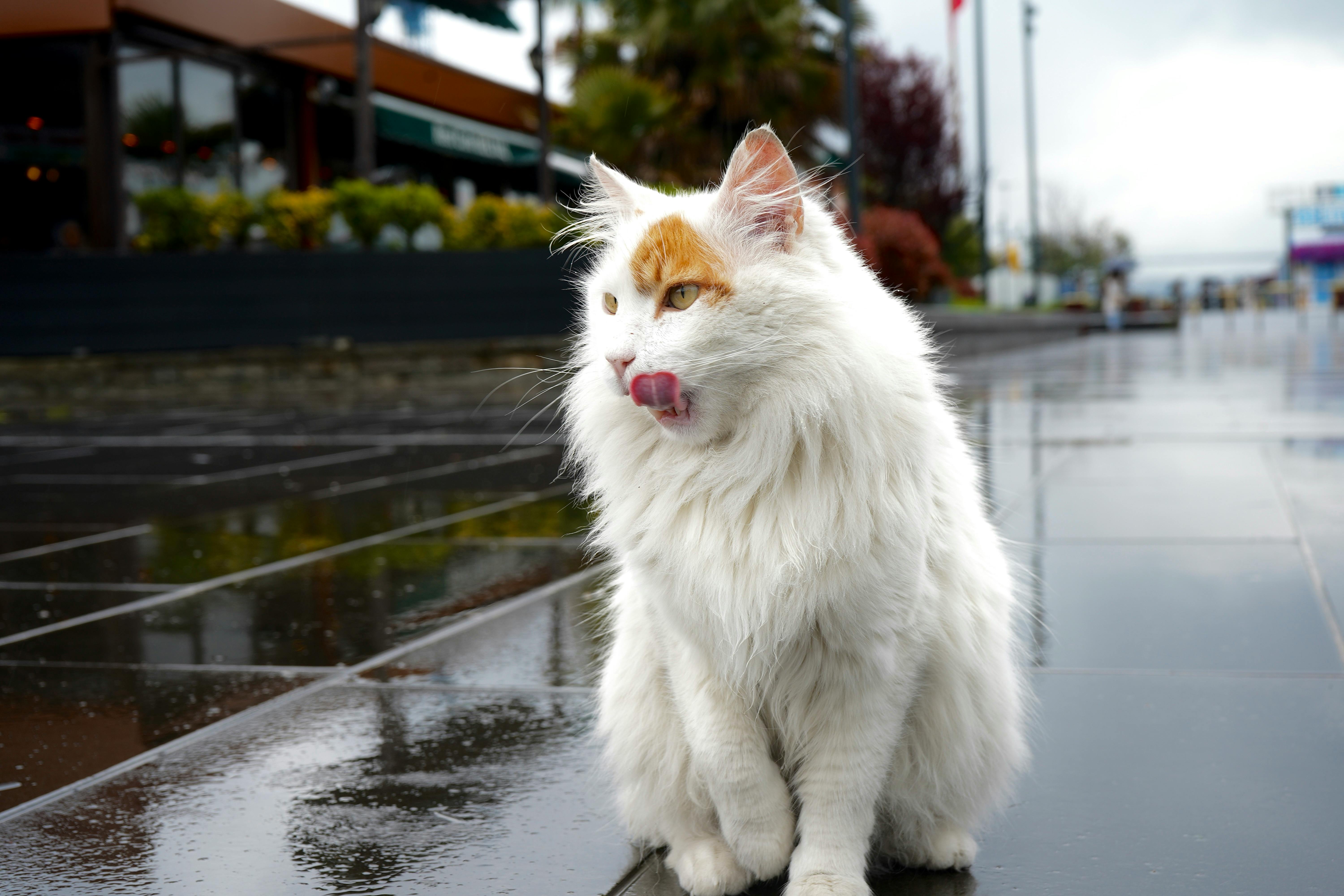 gato savannah domestico
