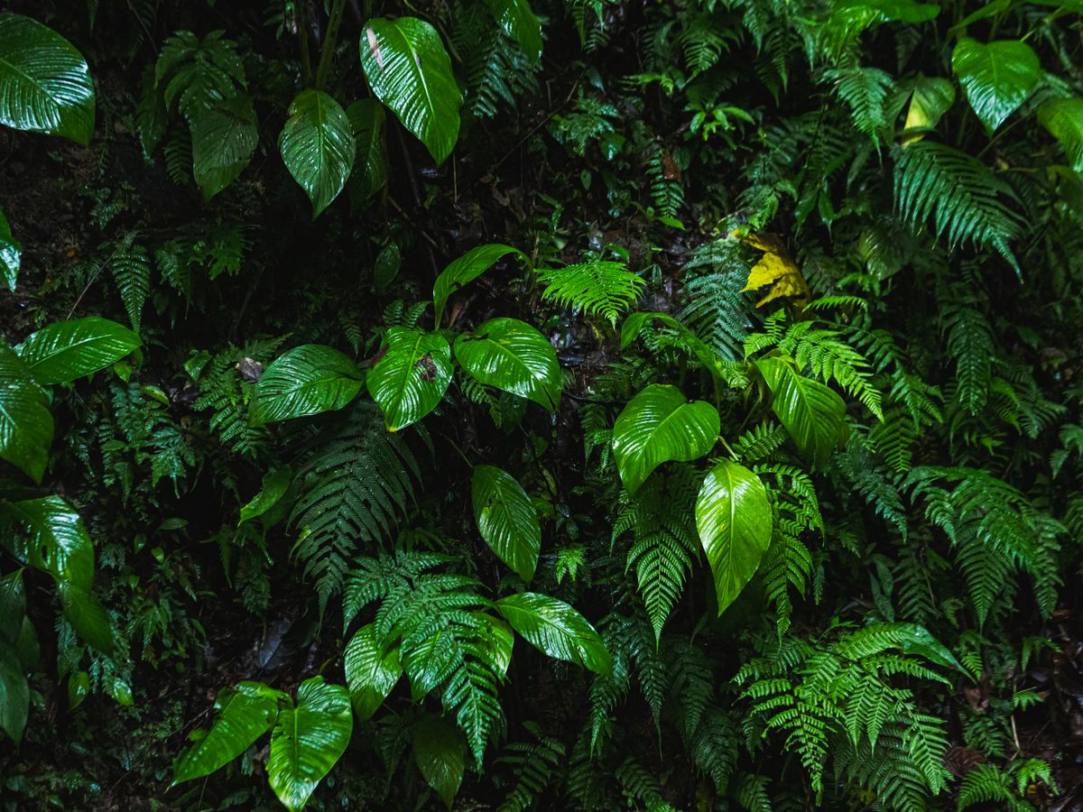 7 Day New Year's Yoga Retreat at Vida Asana in Costa Rica 3