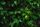 rain forest