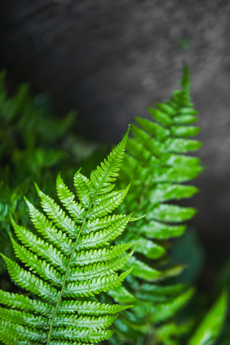 Close-up of fresh green fern leaves with textured details in soft natural lighting