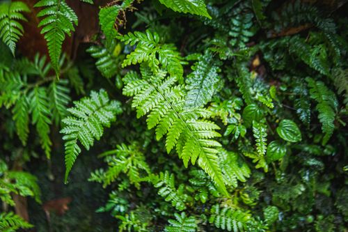 Free Close-up of vibrant green ferns showcasing lush foliage, perfect for nature-themed designs. Stock Photo