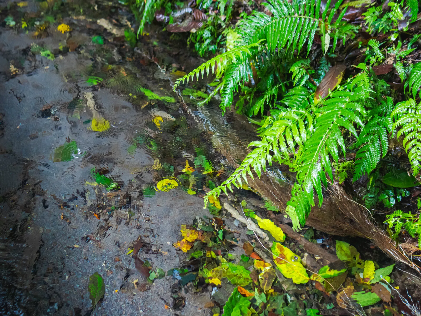 Samoa — To Sua Ocean Trench, Samoa