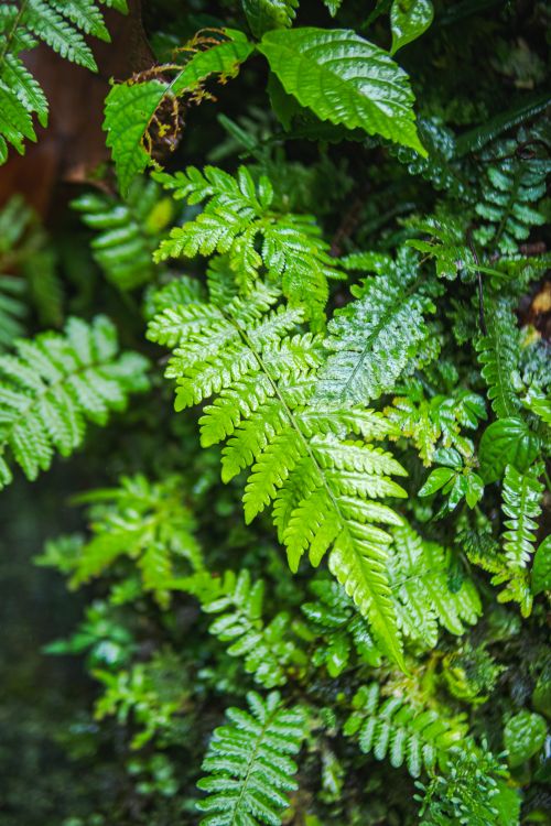 Free Close-up of vibrant green ferns in a lush forest setting showcasing natural beauty. Stock Photo