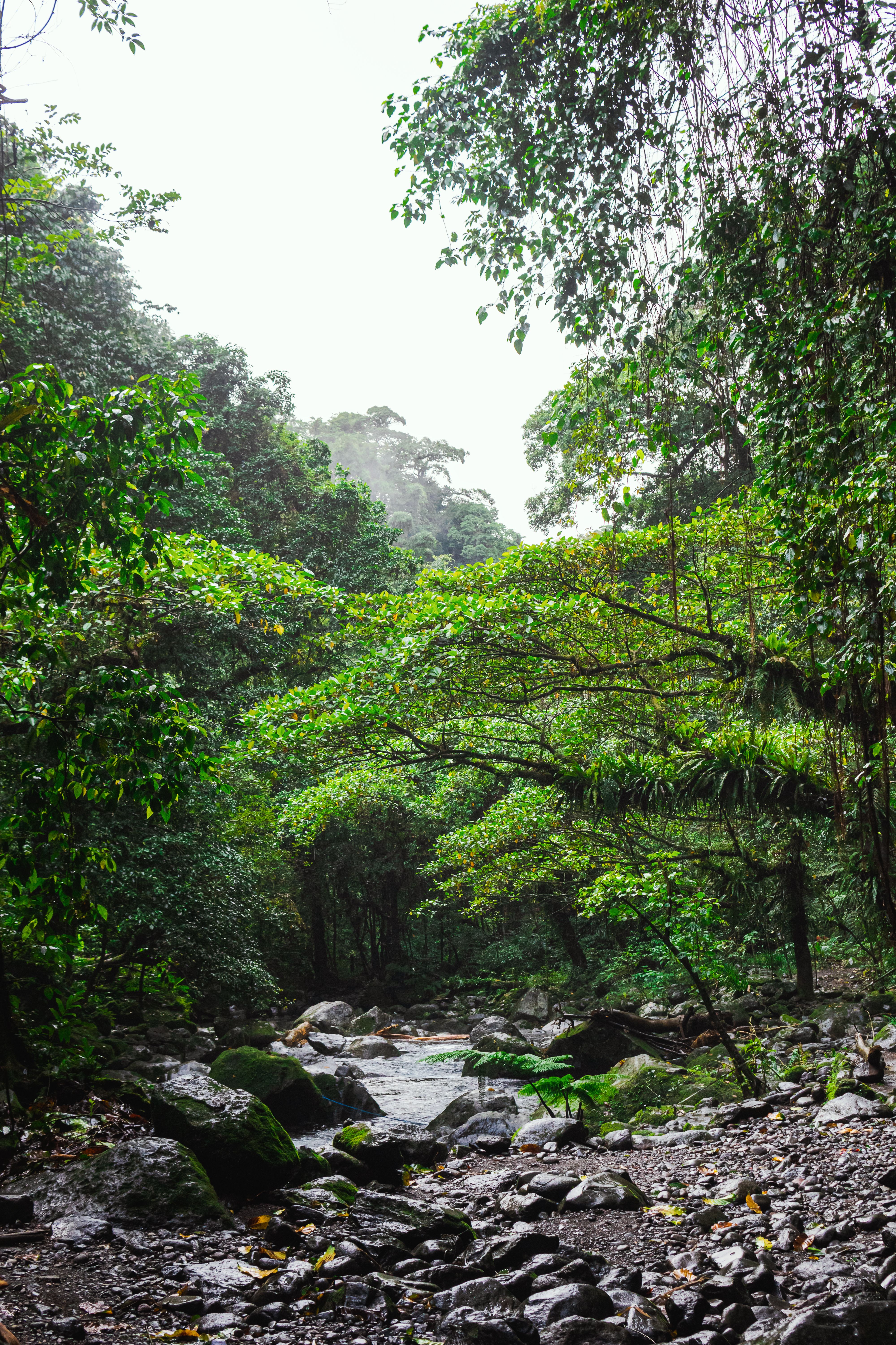 Lush Green Tropical Forest Stream · Free Stock Photo