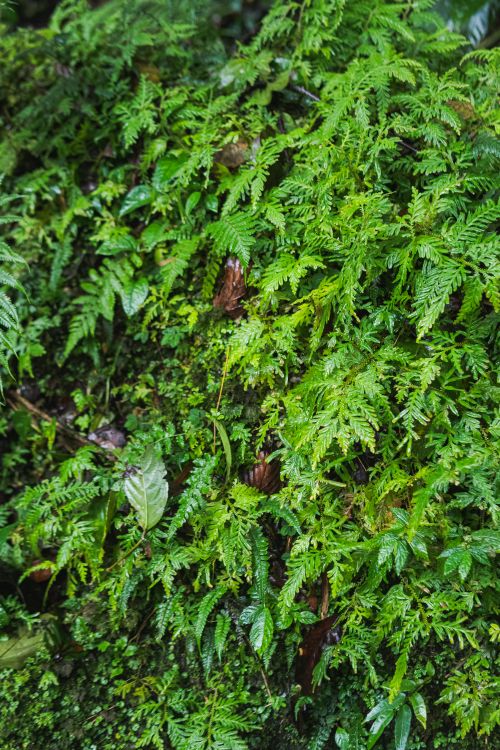 Free Close-up of lush ferns creating a green carpet in a forest, showcasing natural greenery. Stock Photo