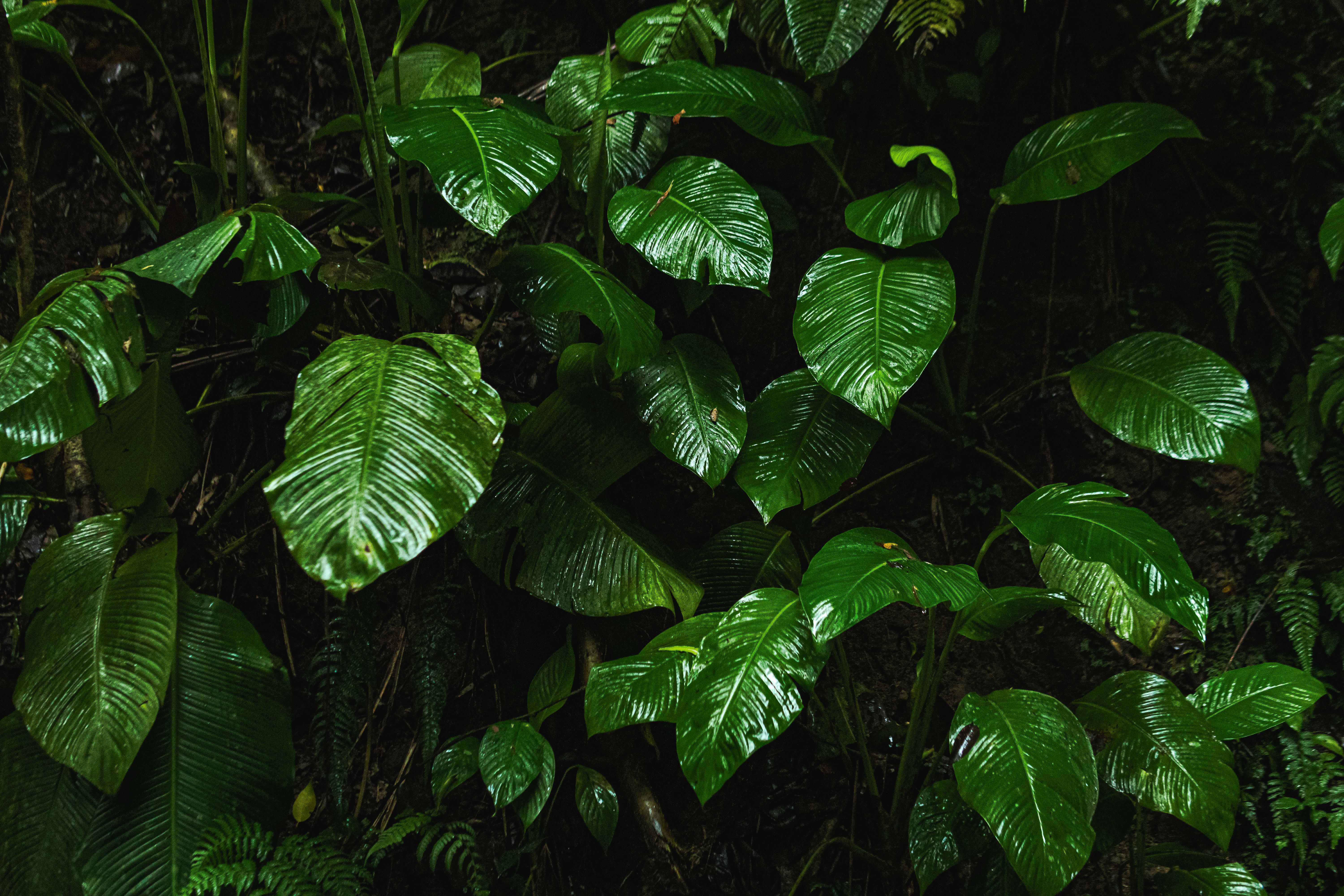 Lush green rainforest foliage close up view, Liberia