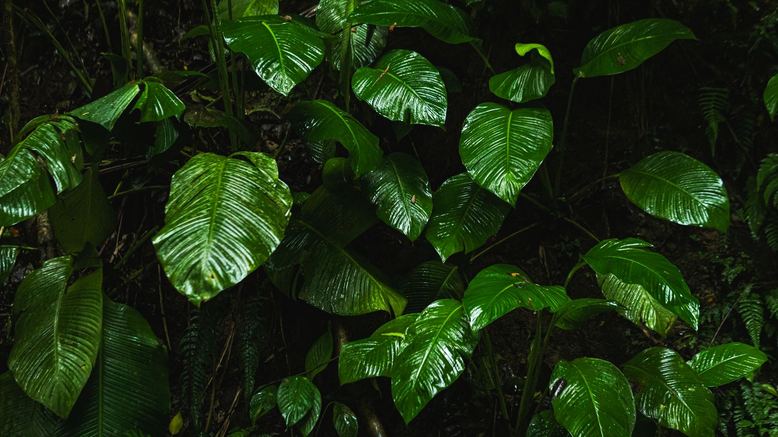 Lush green rainforest foliage close up view, Liberia