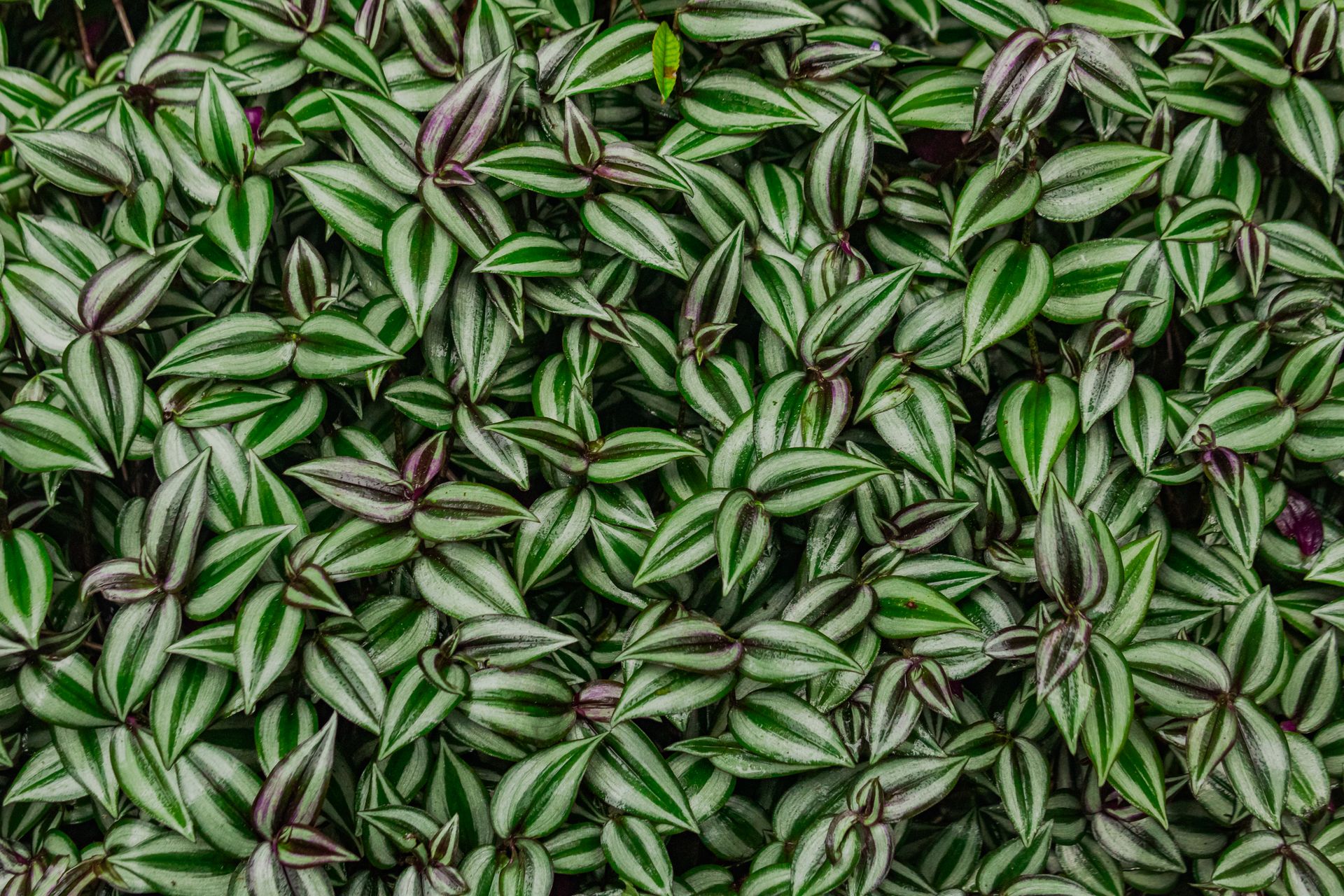 Detailed view of vibrant green Wandering Jew (Tradescantia zebrina) leaves showcasing striped patterns.
