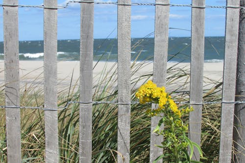 çit, kum tepeciği, okyanus içeren Ücretsiz stok fotoğraf