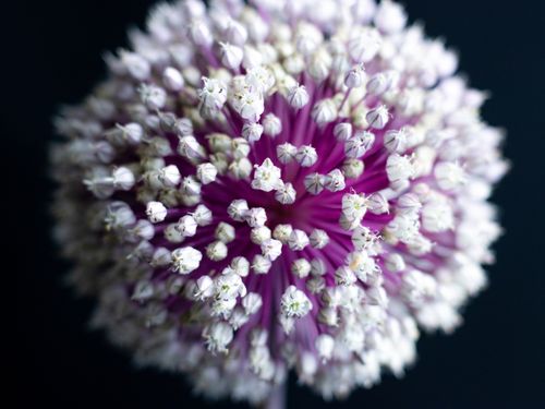 Free Macro shot of a purple Allium flower in full bloom against a dark background. Stock Photo