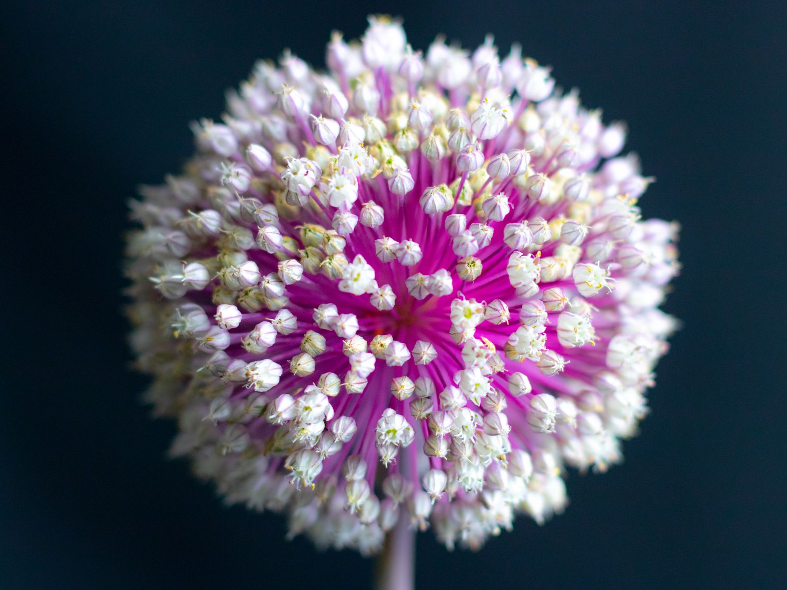 Photo Fleur Rond Round Flower Photos, Download The BEST Free Round Flower Stock Photos ...