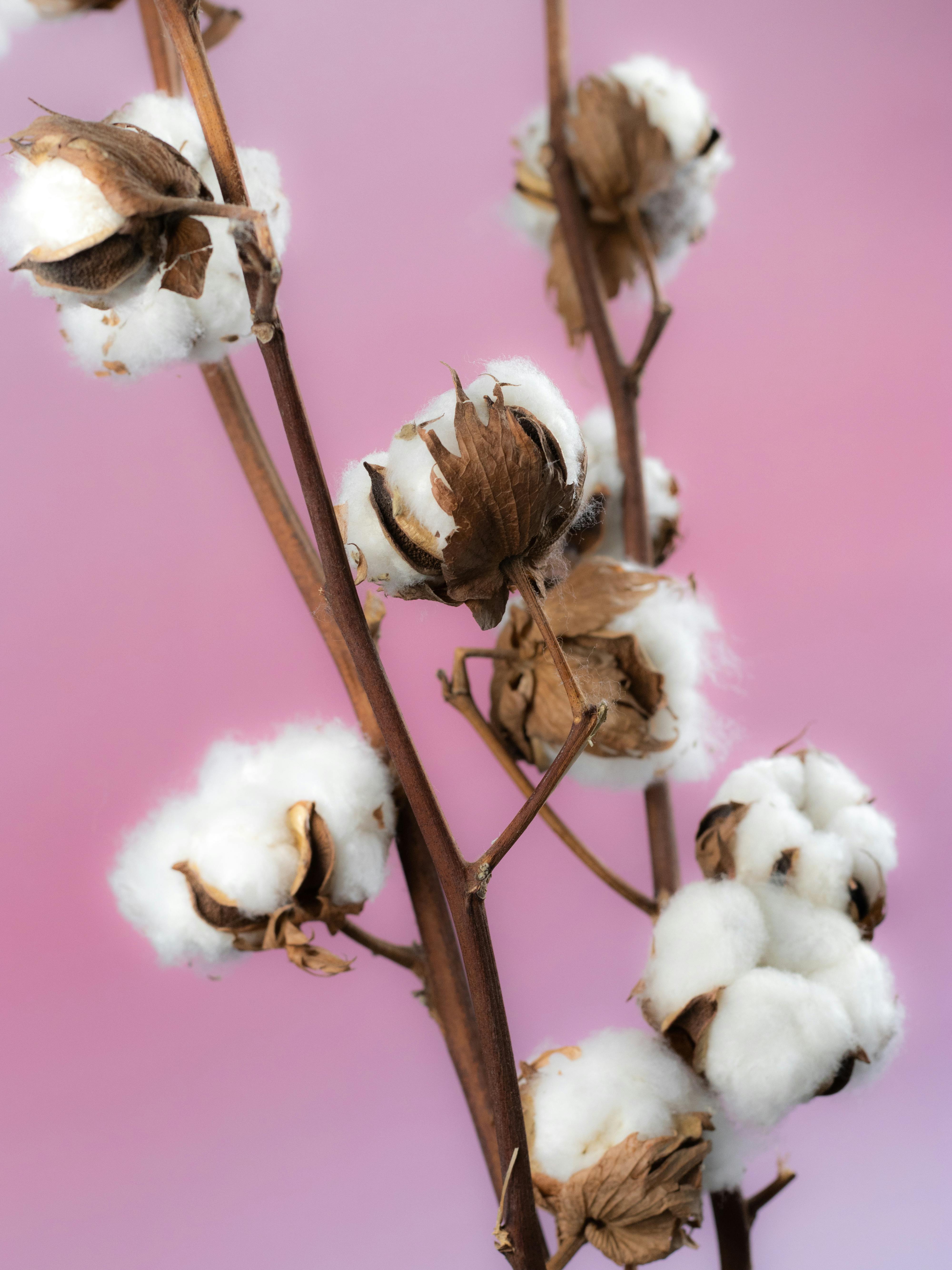 Delicate cotton flowers on stems against a soft pink background, perfect for nature-themed projects.
