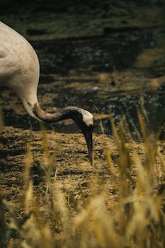 Close-up of a crane foraging amidst natural surroundings, capturing its grace.