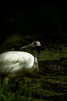 Elegant white stork wading in a verdant wetland, highlighting serene natural beauty.