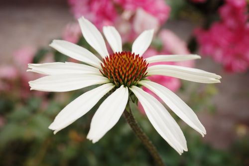 Free Close-up of a white coneflower blossoming in an Italian garden, highlighting its vibrant petals. Stock Photo