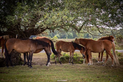 A group of wild horses resting under a tree in the scenic New Forest, England.
