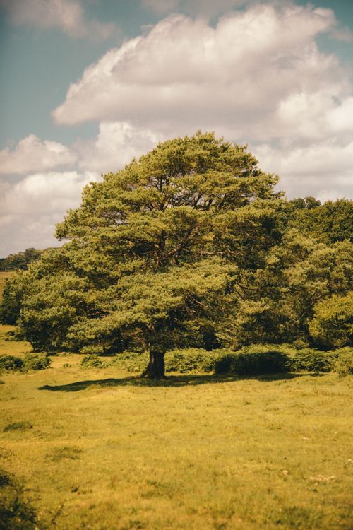 Free A lone pine tree stands majestically in the rolling hills of the English countryside under a bright sky. Stock Photo