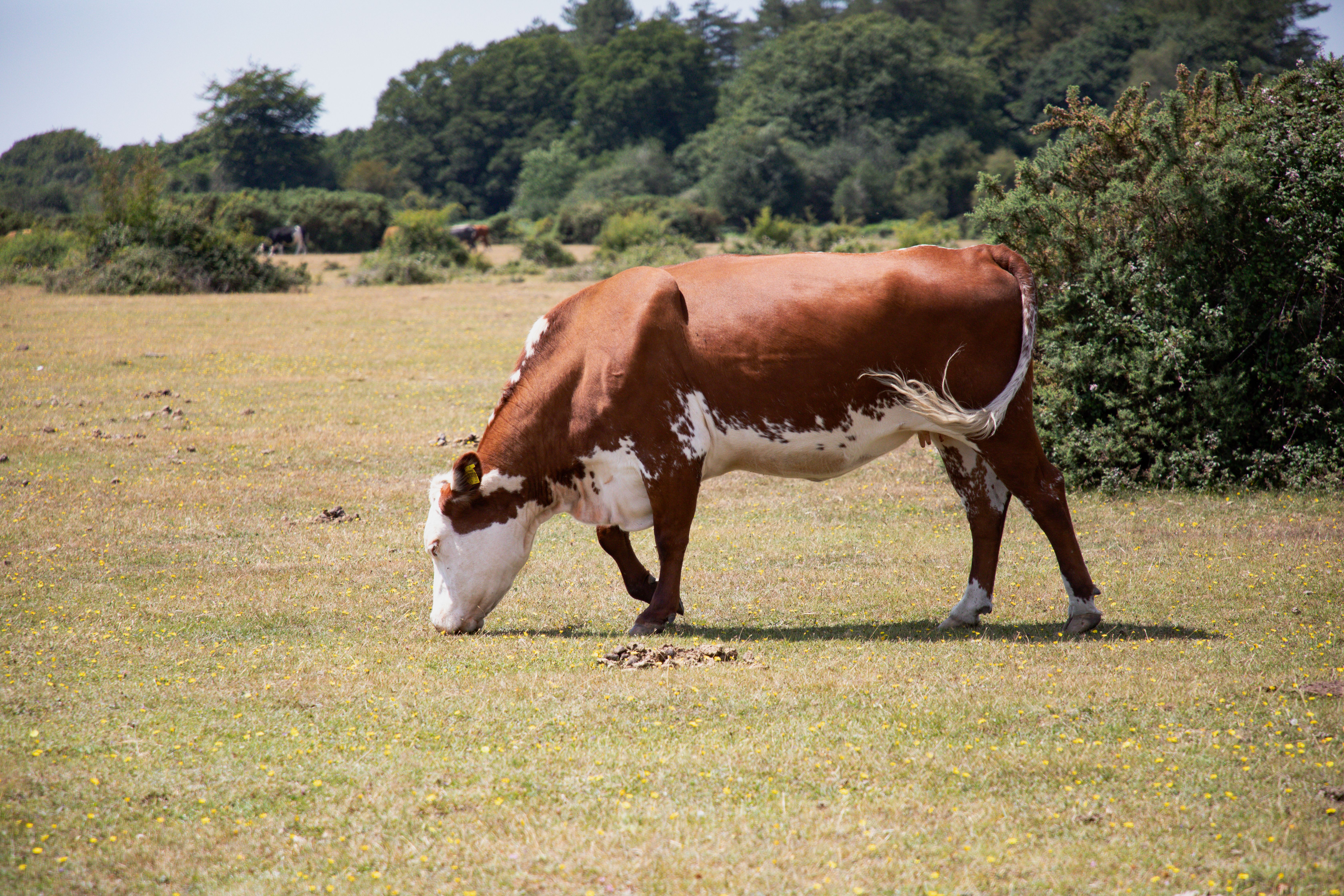 A Hereford cow grazing in a lush field in rural England, showcasing pastoral beauty.
