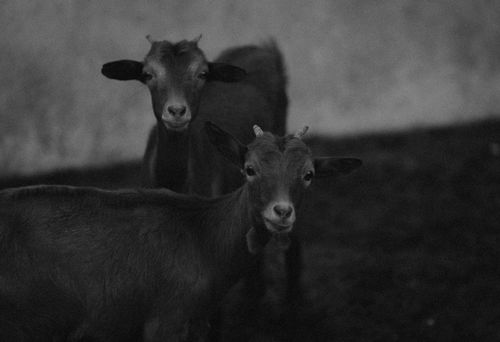 Free Artistic black and white photo featuring two goats indoors with dramatic lighting. Stock Photo