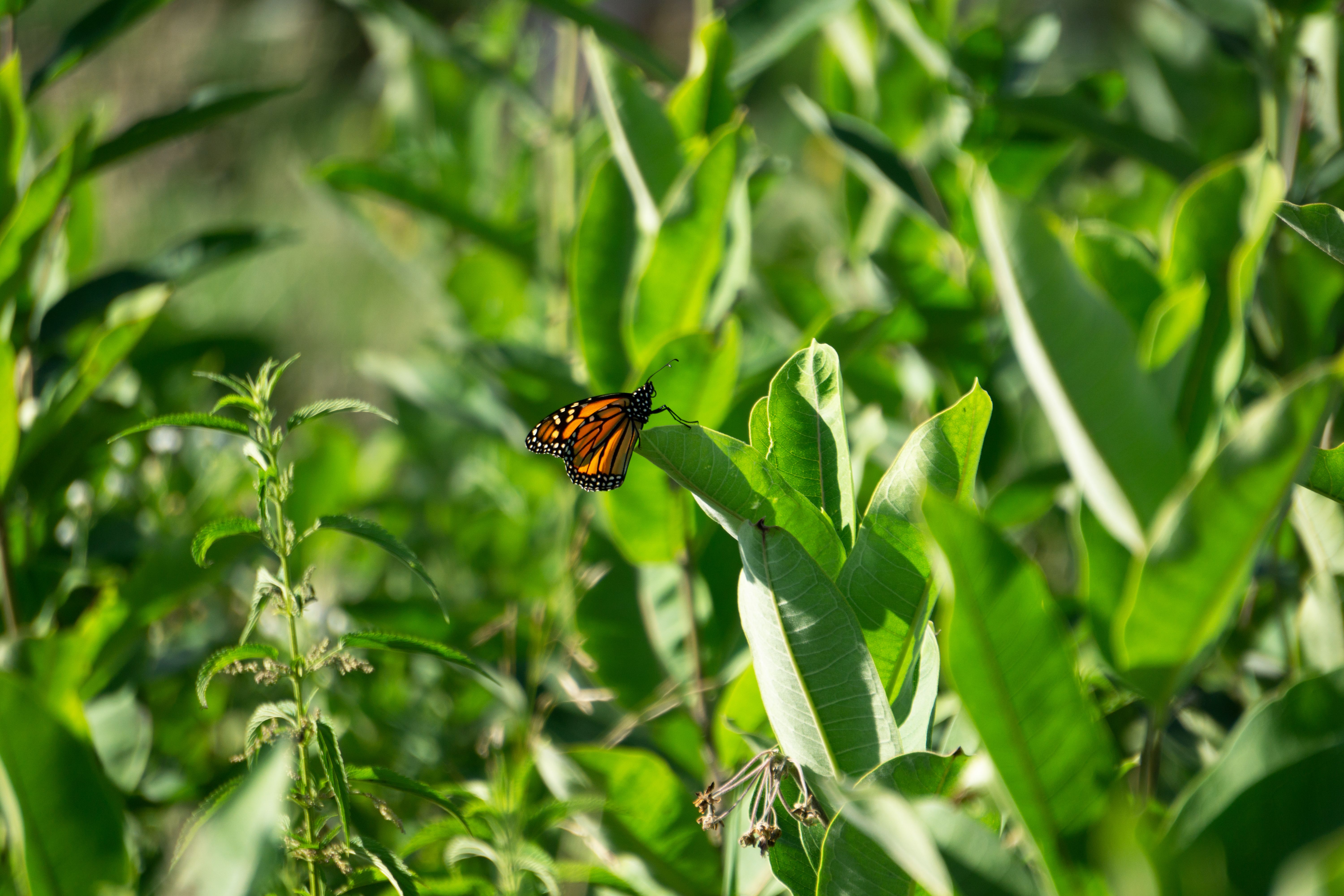 Common Milkweed Growing Challenges