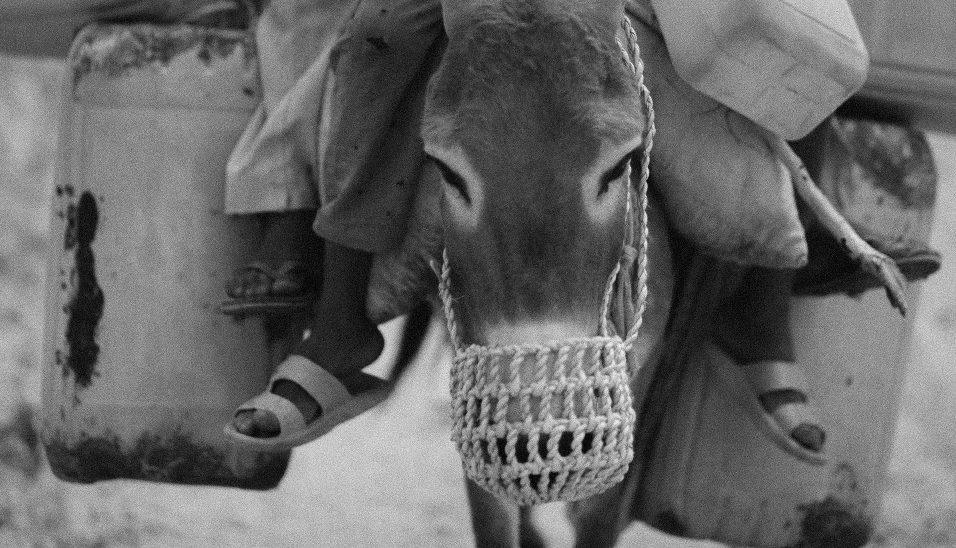 Black and white photo of a donkey transporting water containers with human feet visible.