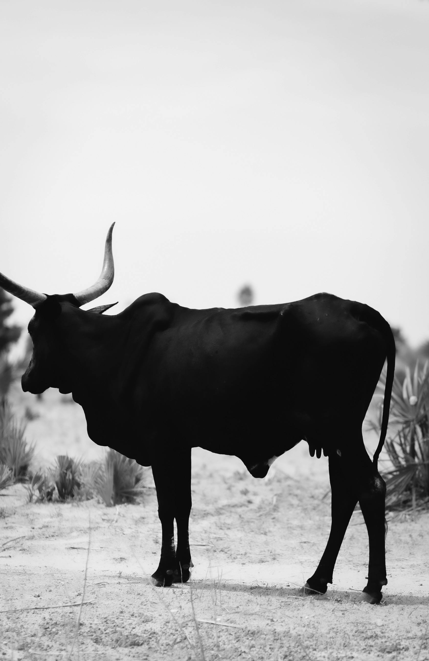 Gratuit Une vache Ankole Watusi frappante avec ses cornes distinctes se tient paisiblement à l'extérieur dans un décor monochrome. Photos