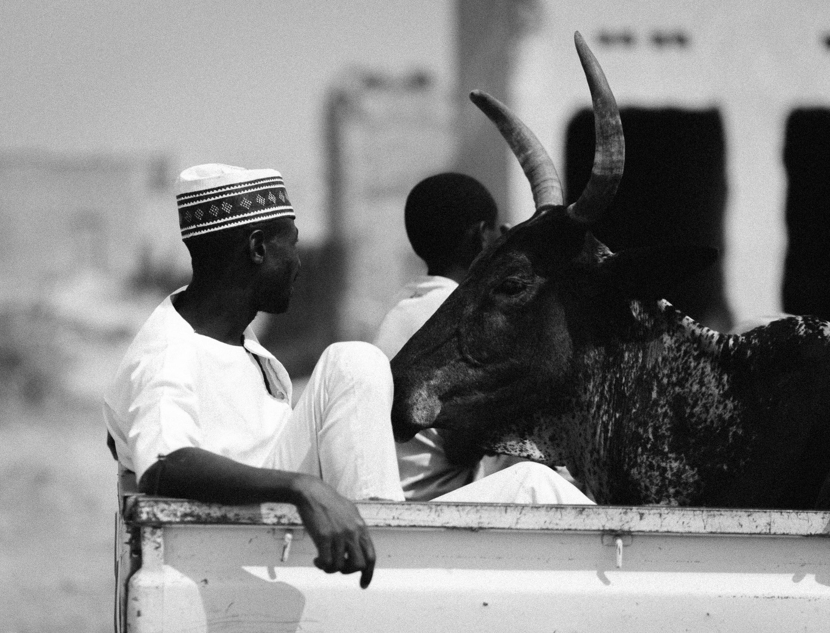 grátis Imagem em preto e branco de dois homens e um touro em uma caminhonete em uma estrada rural. Foto profissional