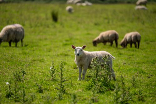 Free A lamb stands in a lush green field surrounded by grazing sheep on a sunny day. Stock Photo