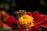 Macro Shot of a Bee Pollinating a Red Flower