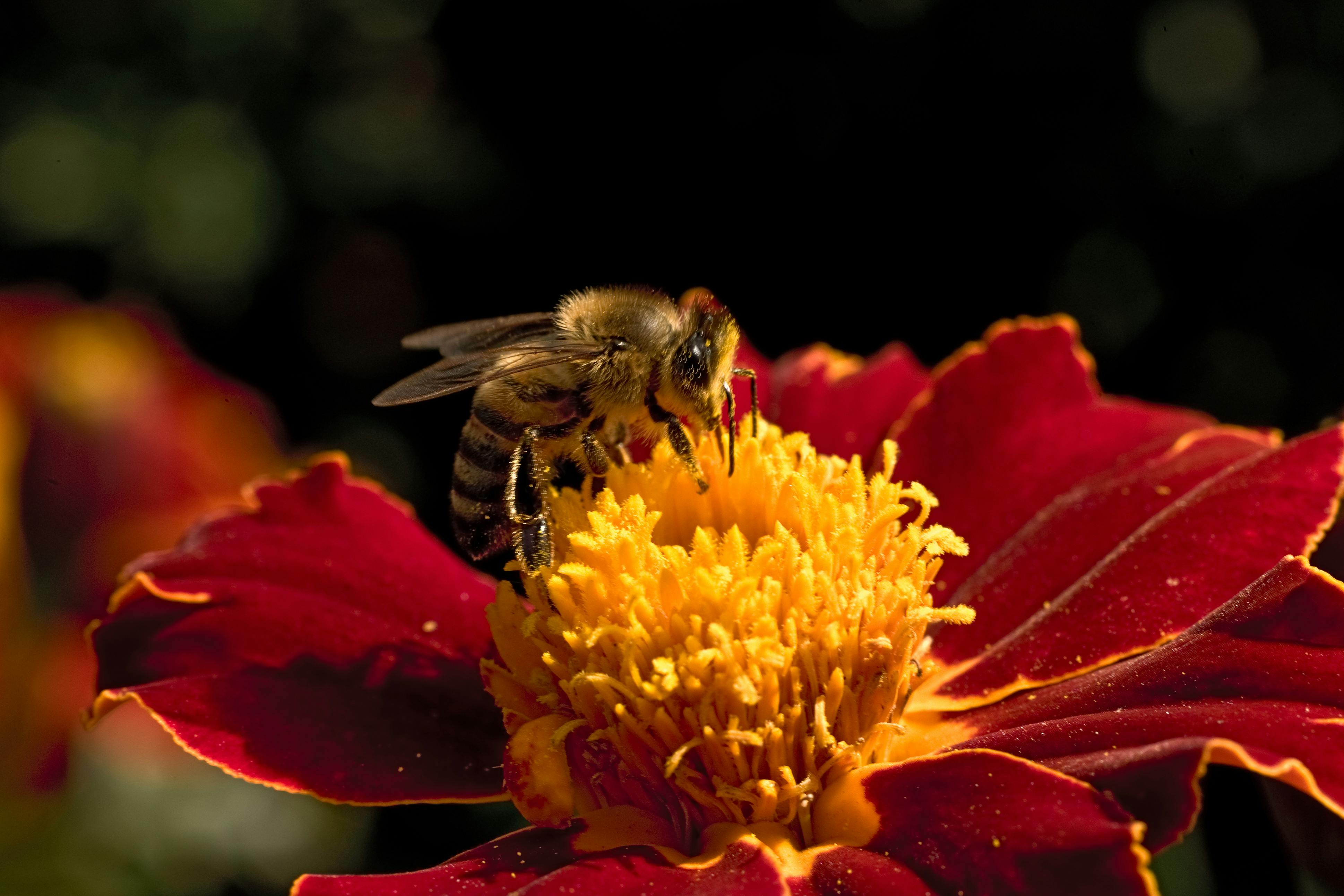 Macro Shot of a Bee Pollinating a Red Flower