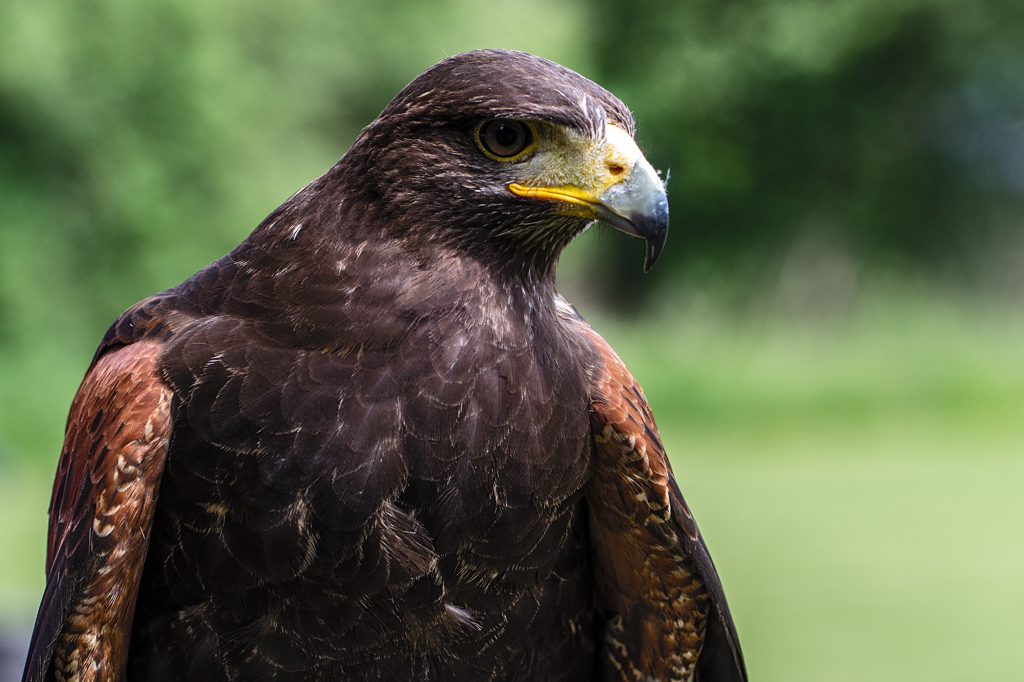 Close-up of a Harris's Hawk in Natural Habitat · Free Stock Photo