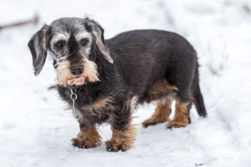Free Charming wirehaired dachshund exploring a snowy winter landscape outdoors. Stock Photo