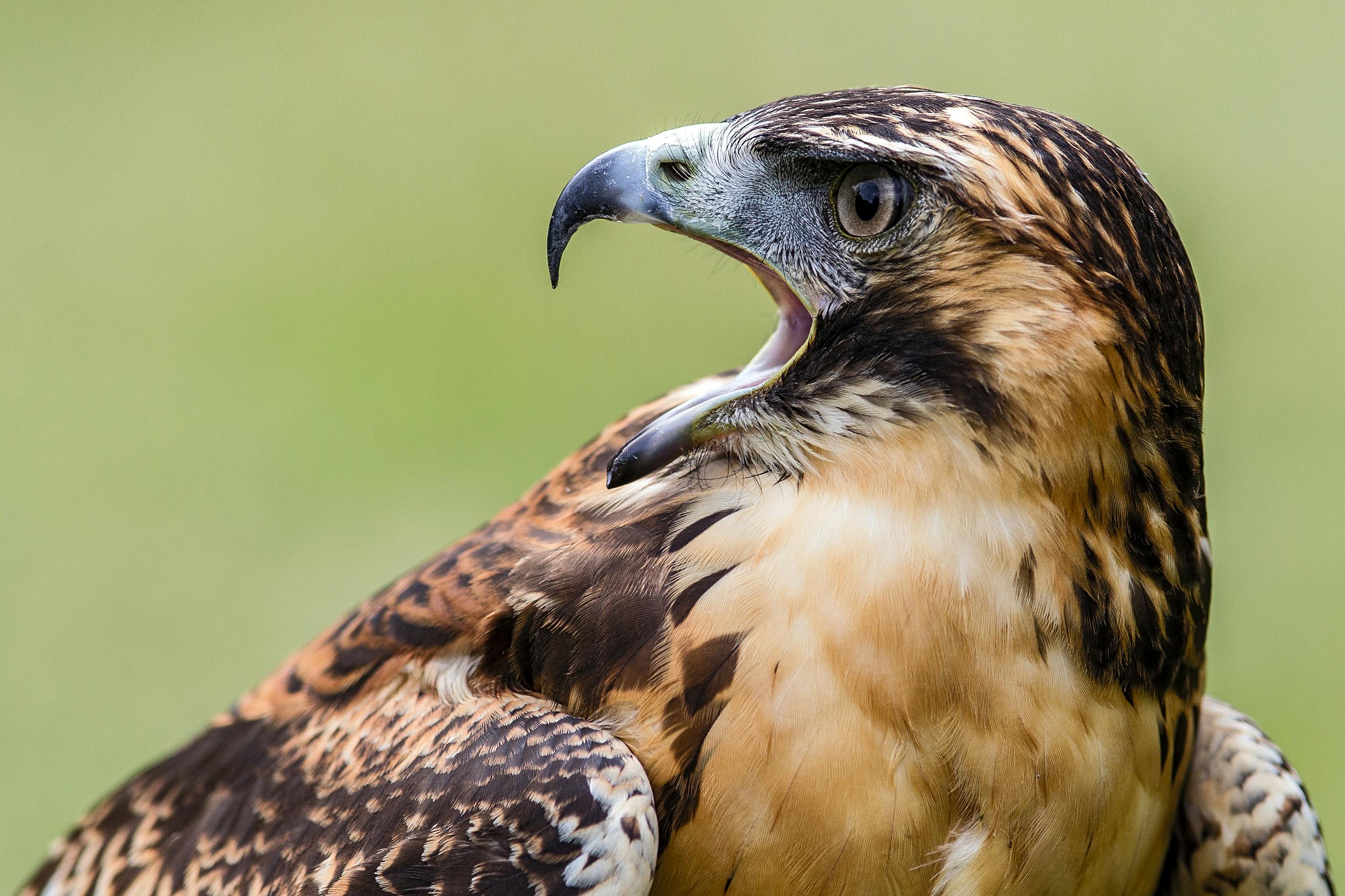 Close-up Portrait of a Majestic Hawk in Nature