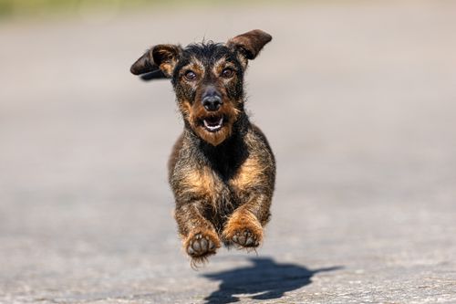 Free Close-up of a joyful wire-haired dachshund running outdoors, showcasing energy and excitement. Stock Photo