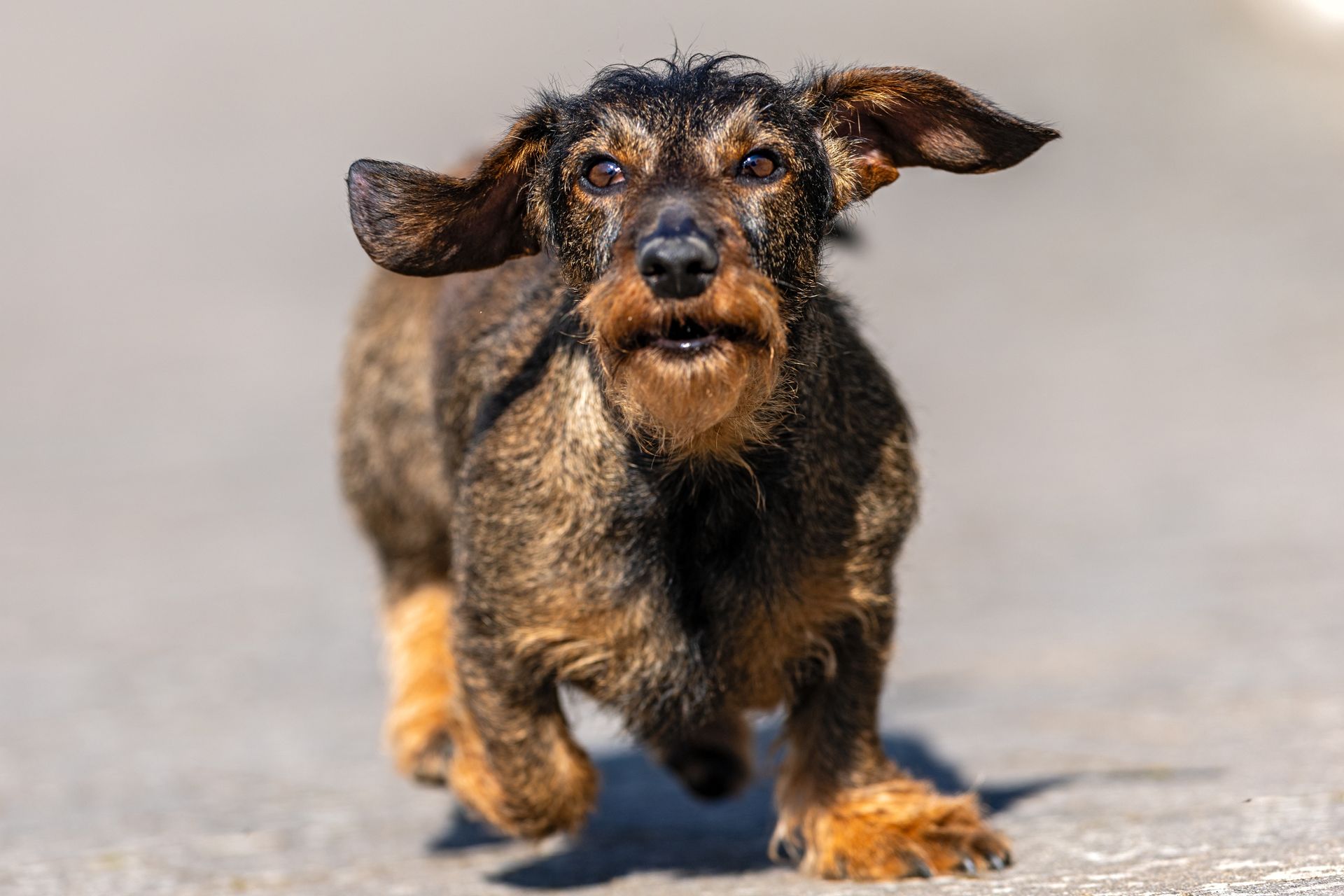 Adorable wirehaired dachshund running on a sunny day with floppy ears.
