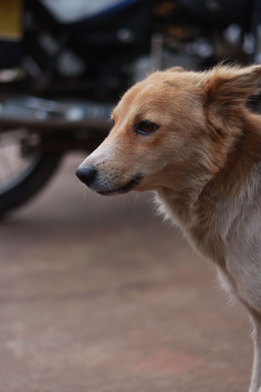 A calm street dog sitting against a pale wall, ears relaxed.