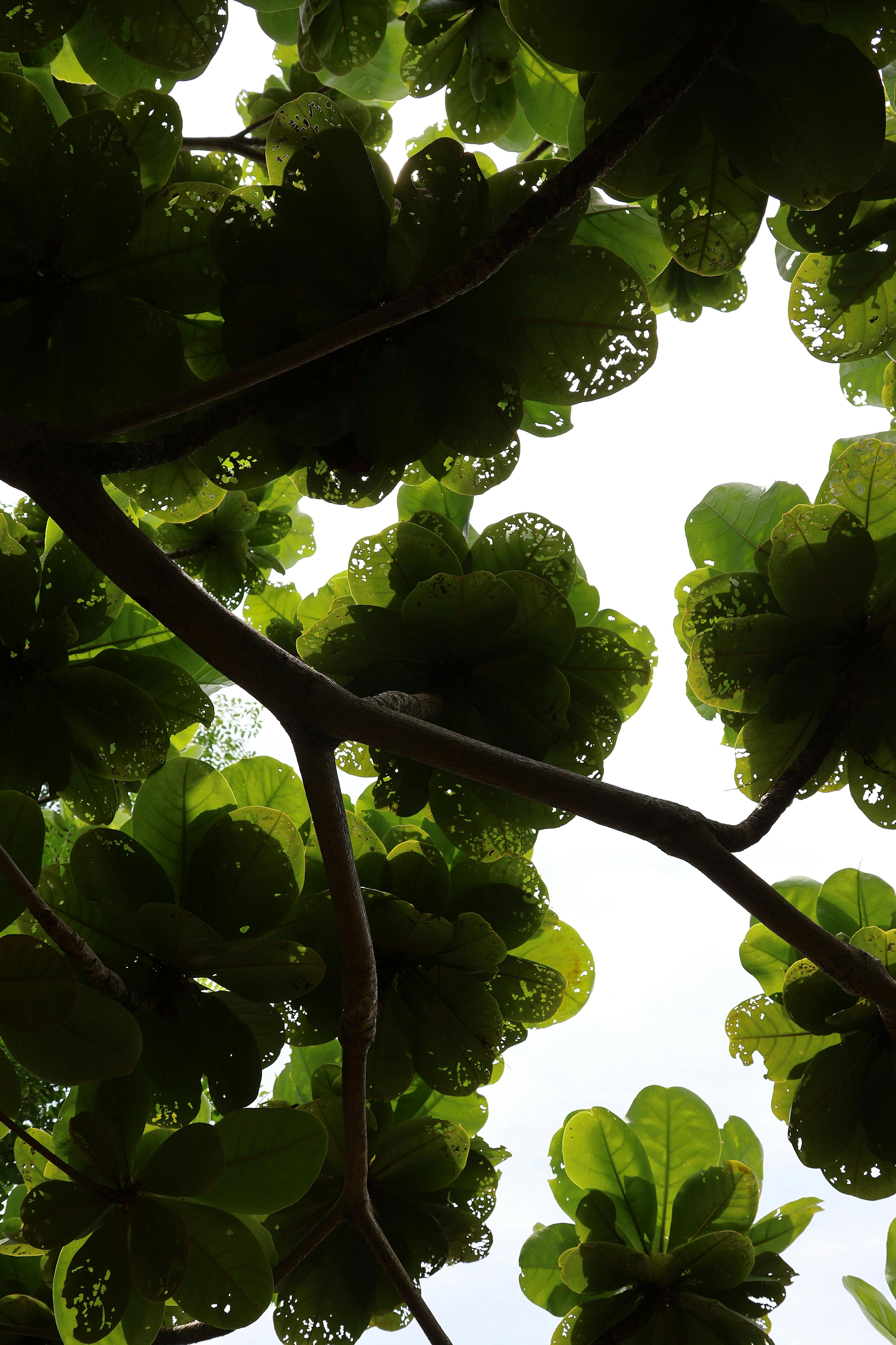 傳柯文哲角逐高雄 林岱樺 高雄不是報復工具是高雄人的高雄