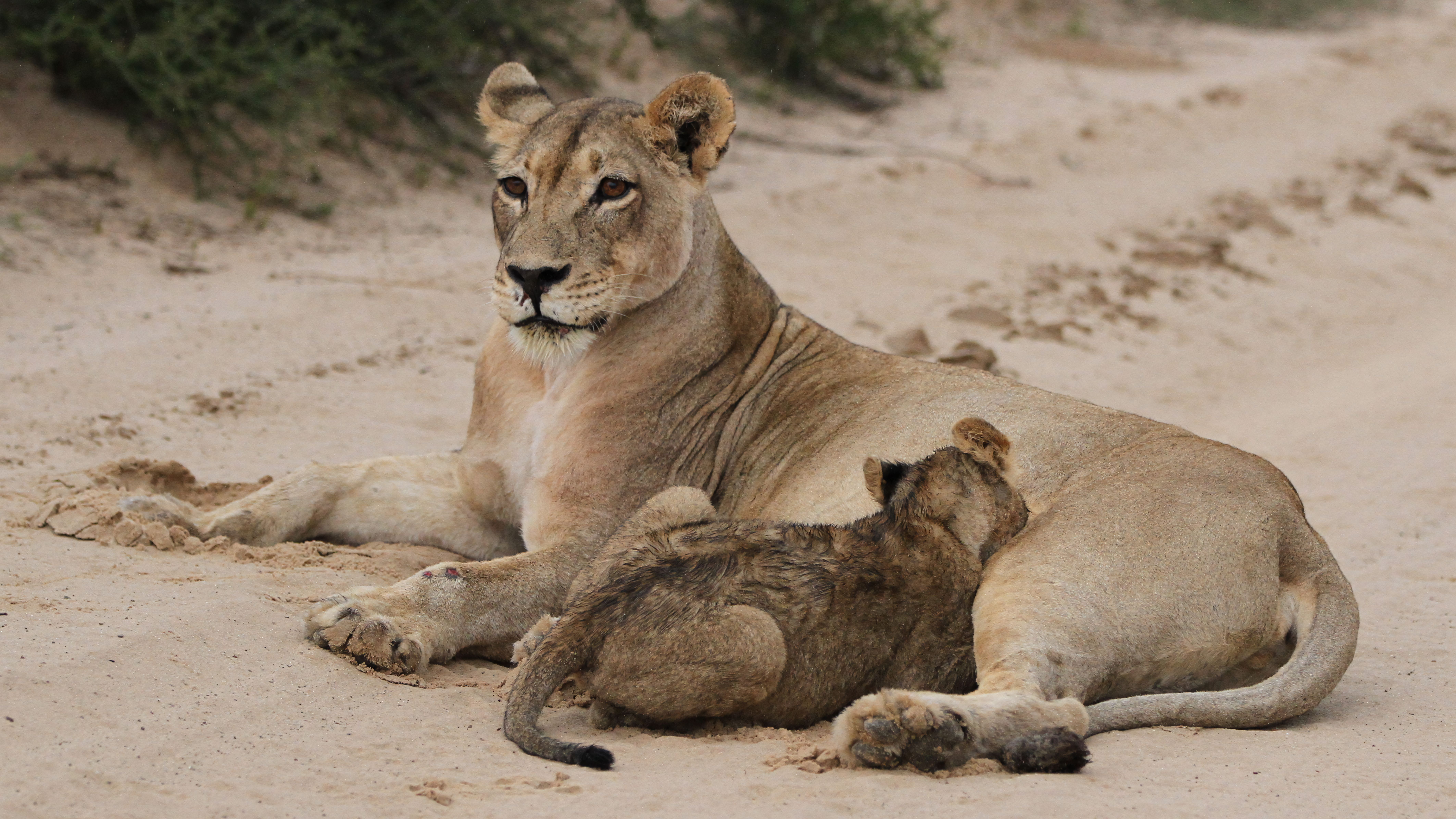 African Lioness with Cub Resting on Savannah · Free Stock Photo