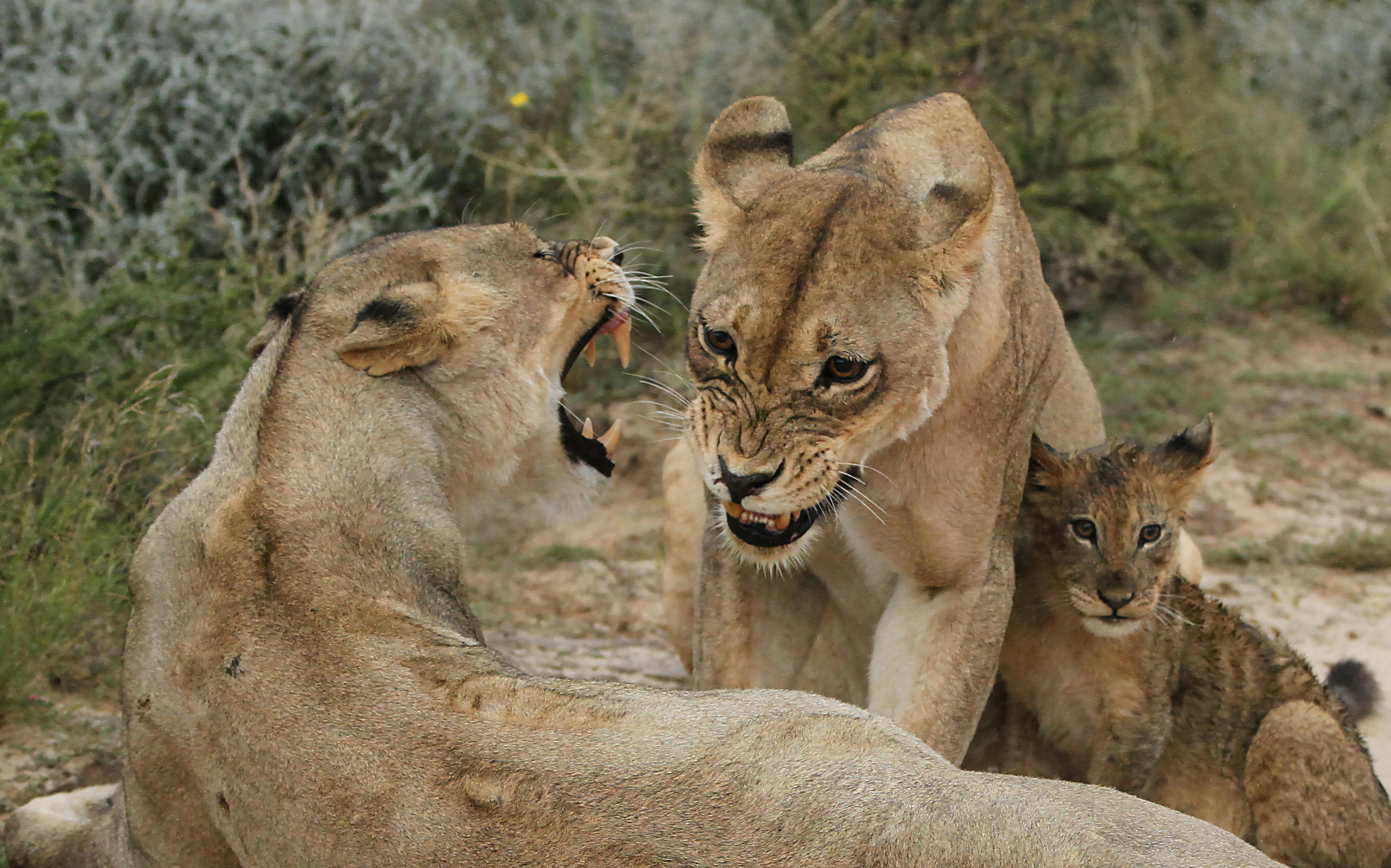 333旅親子日：凝聚全民國防共識，培養愛國情懷