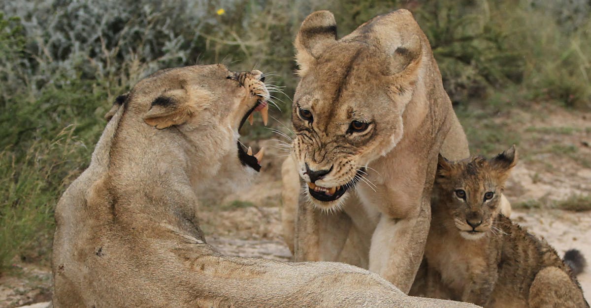 竹市後備憲兵荷松協會舉辦親子焢窯活動 推廣全民國防
