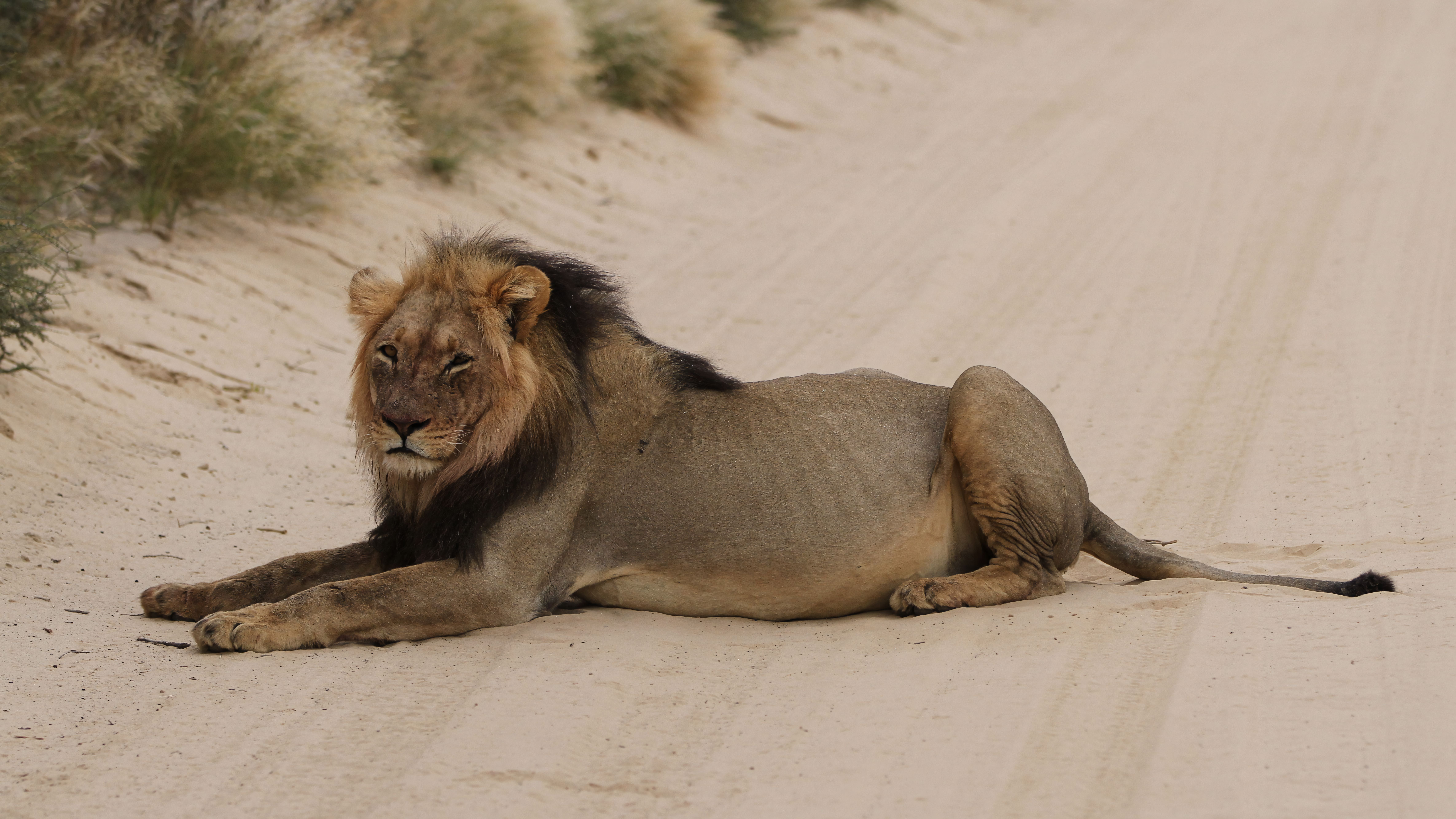 lions going extinct