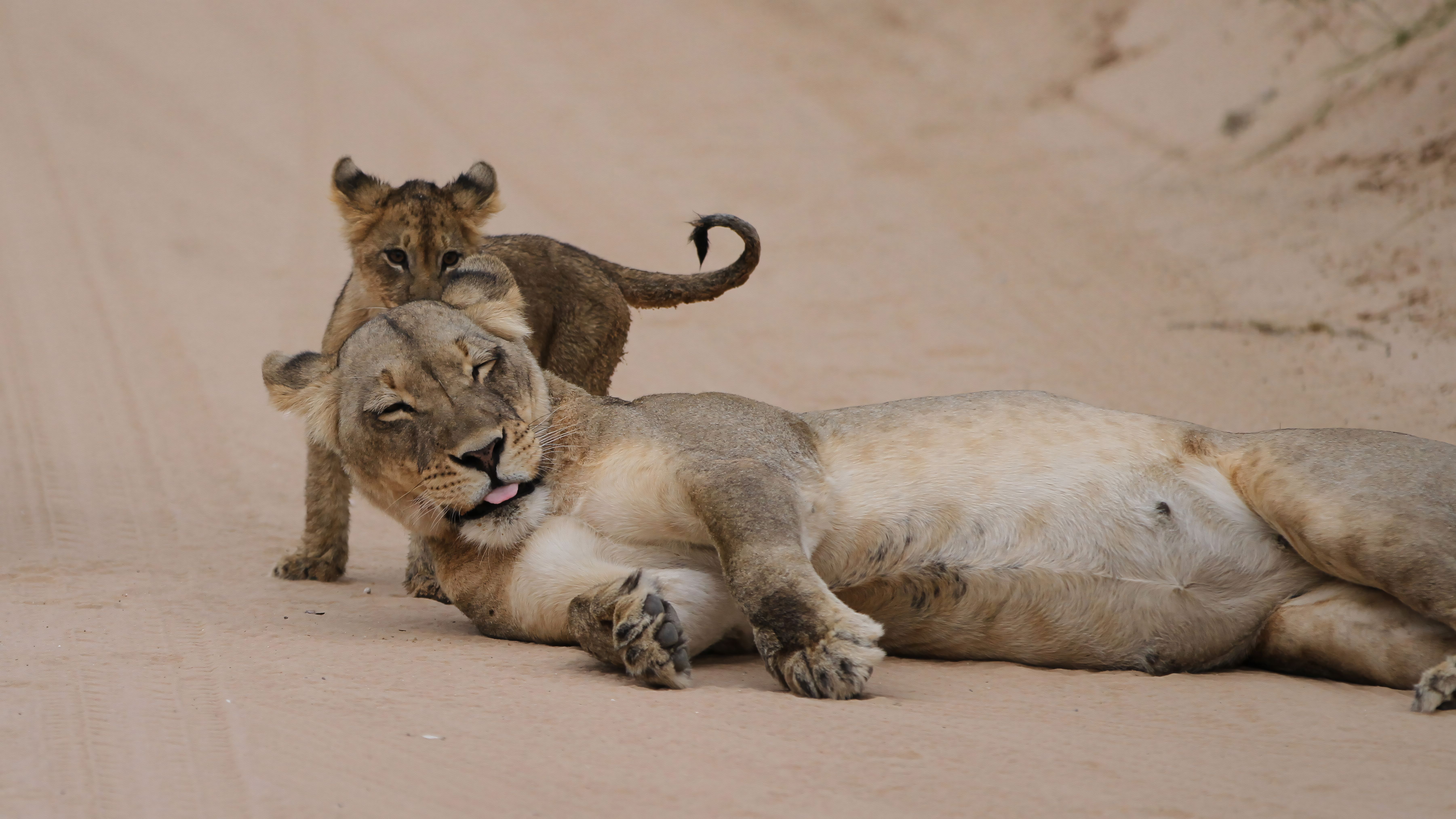 babies lion give birth