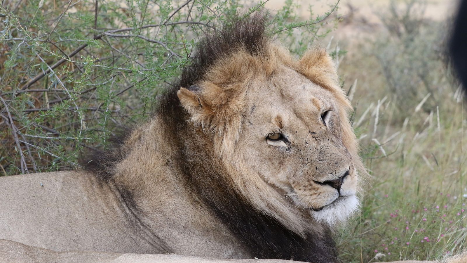 Majestic african lion resting in the wild, Botswana