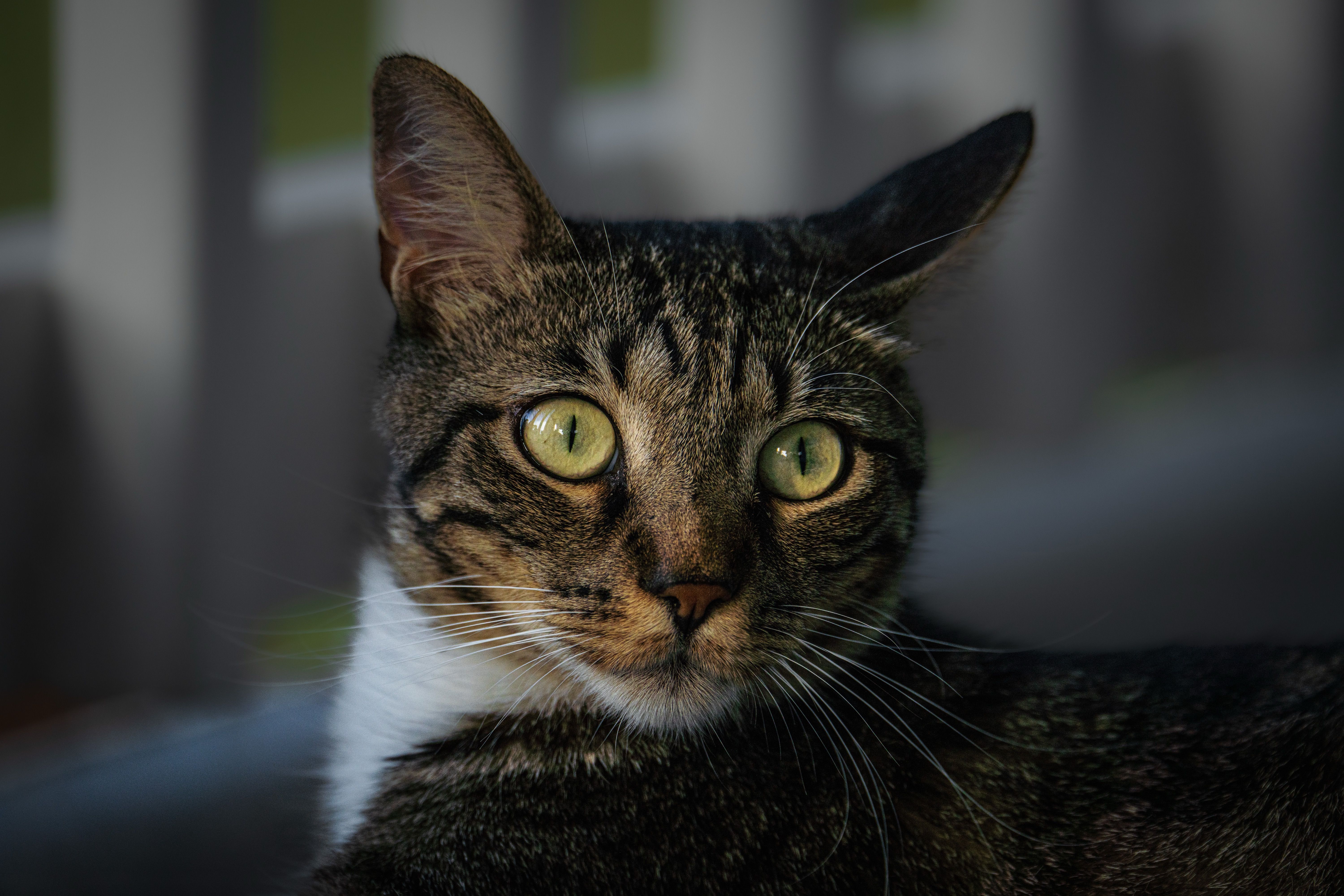 Veterinary care for a cat