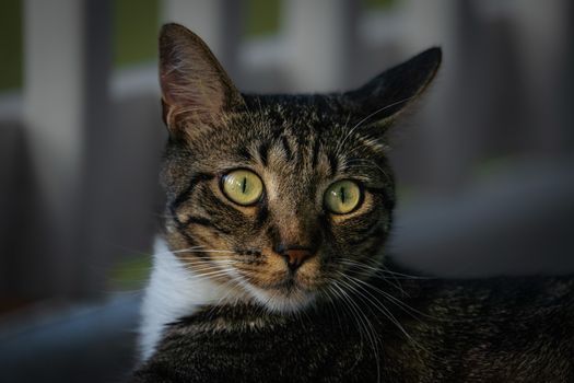 Cat vs Human Senses