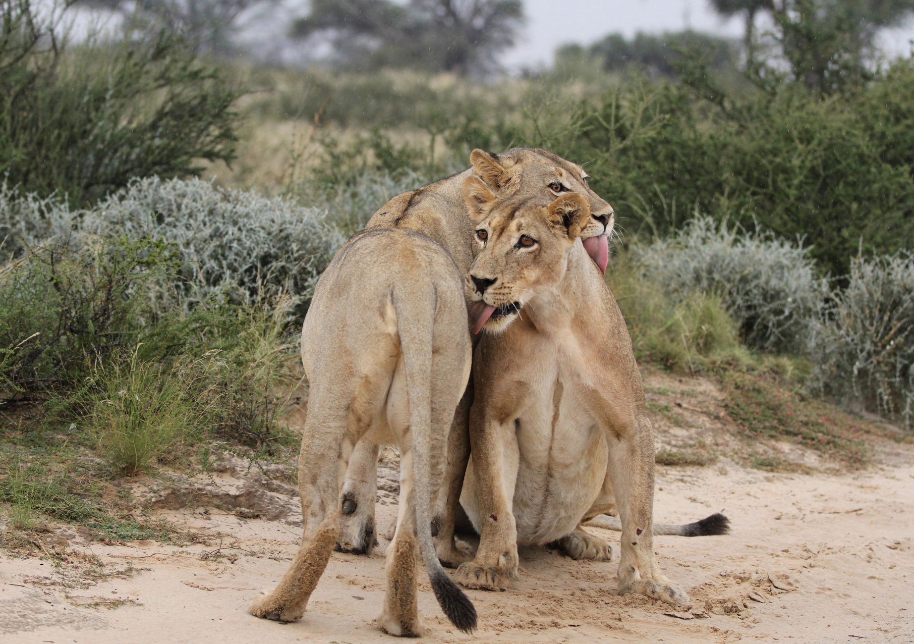 Kalahari Desert photo 5
